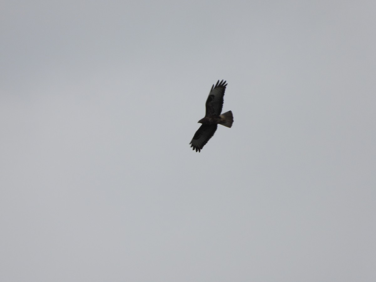 Common Buzzard - ML620503248