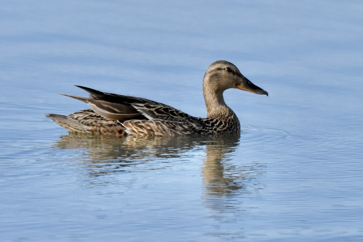 Mallard - ML620503258