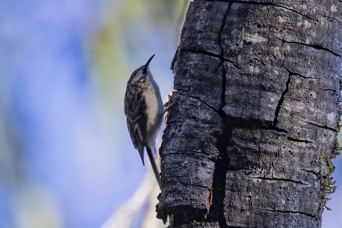 Brown Creeper - ML620503263