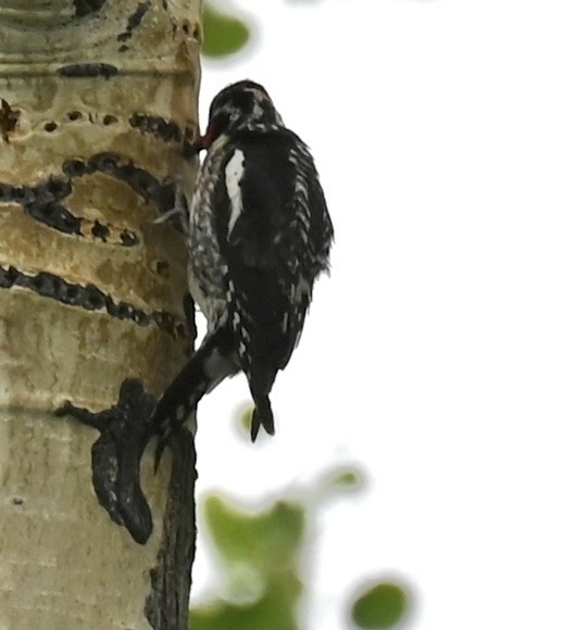 Red-naped Sapsucker - ML620503265