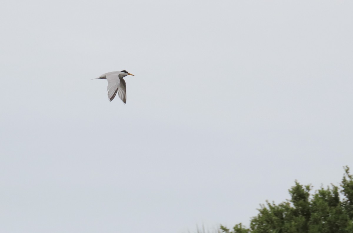 Least Tern - ML620503268