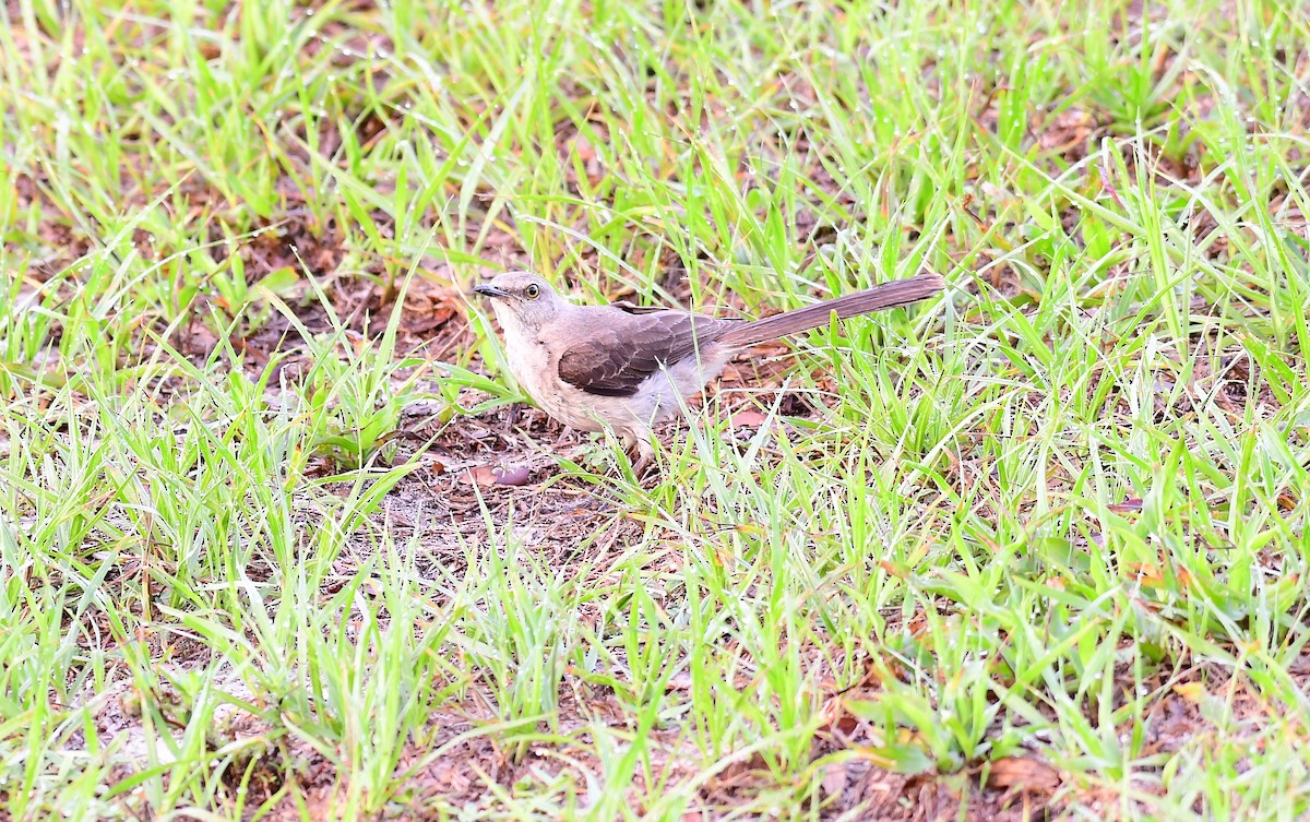 Northern Mockingbird - ML620503269