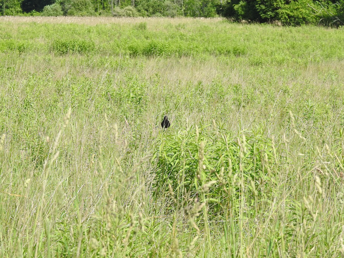 bobolink americký - ML620503272