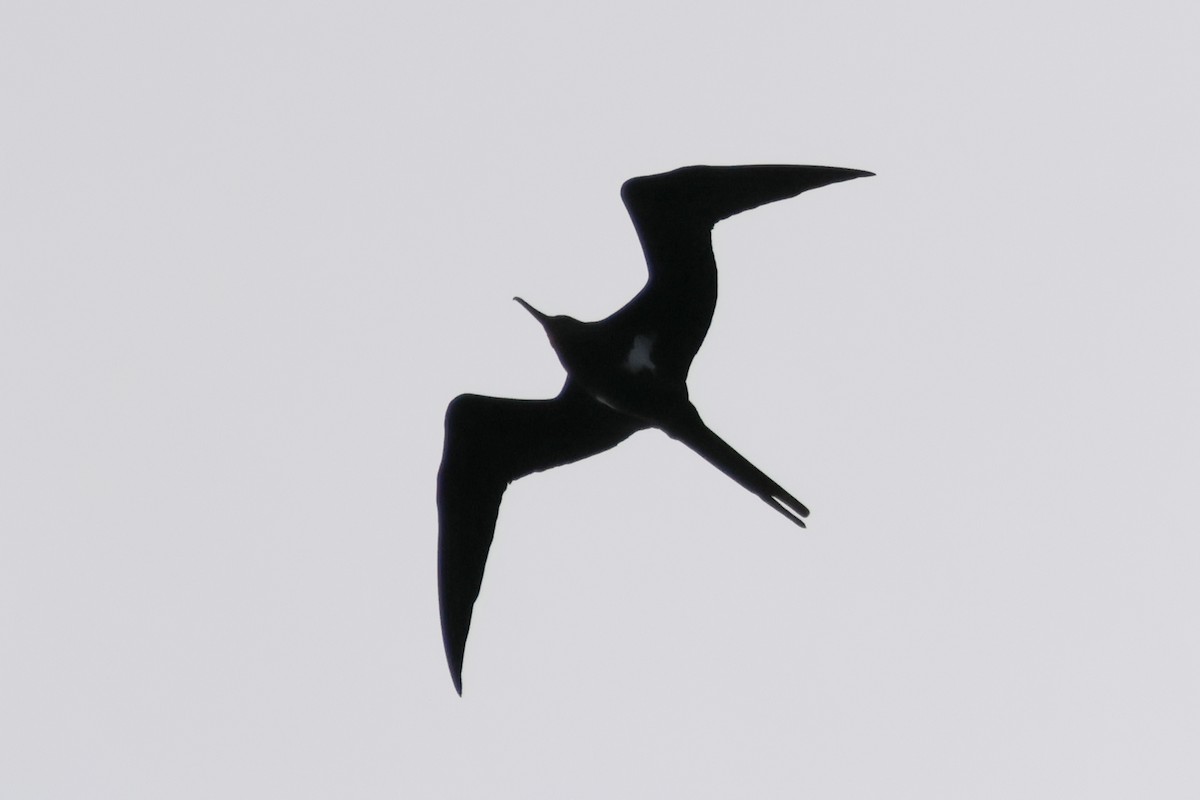 Lesser Frigatebird - ML620503273