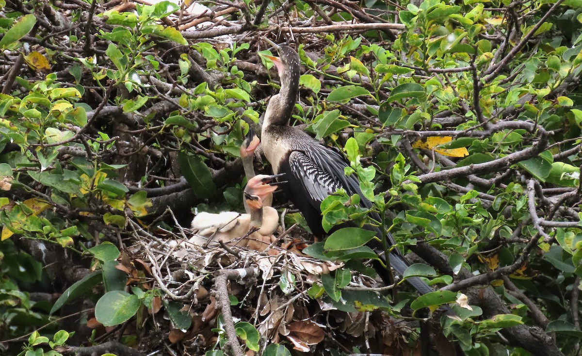 anhinga americká - ML620503277