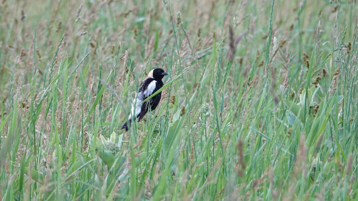 bobolink americký - ML620503279