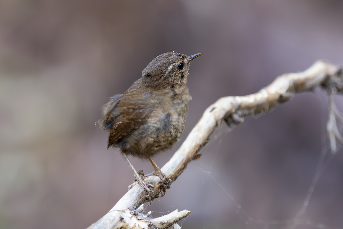 Pacific Wren - ML620503281