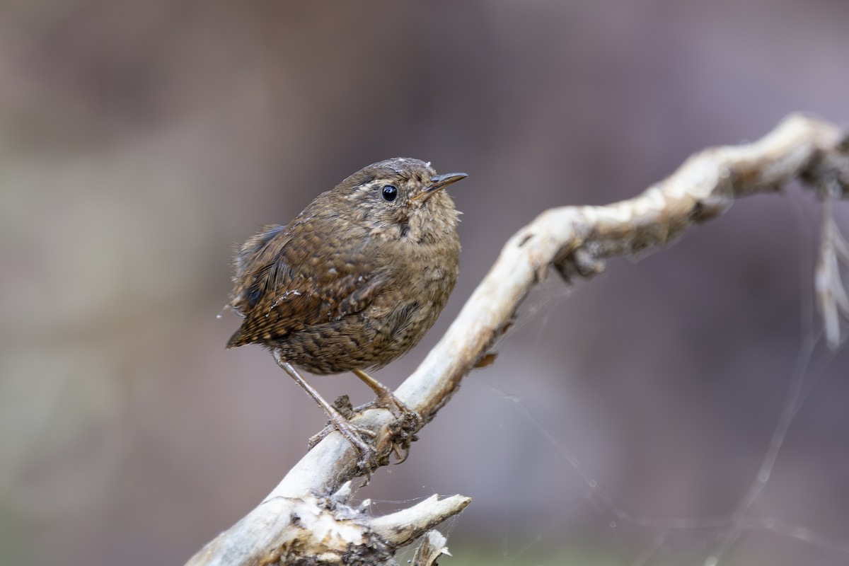 Pacific Wren - ML620503282