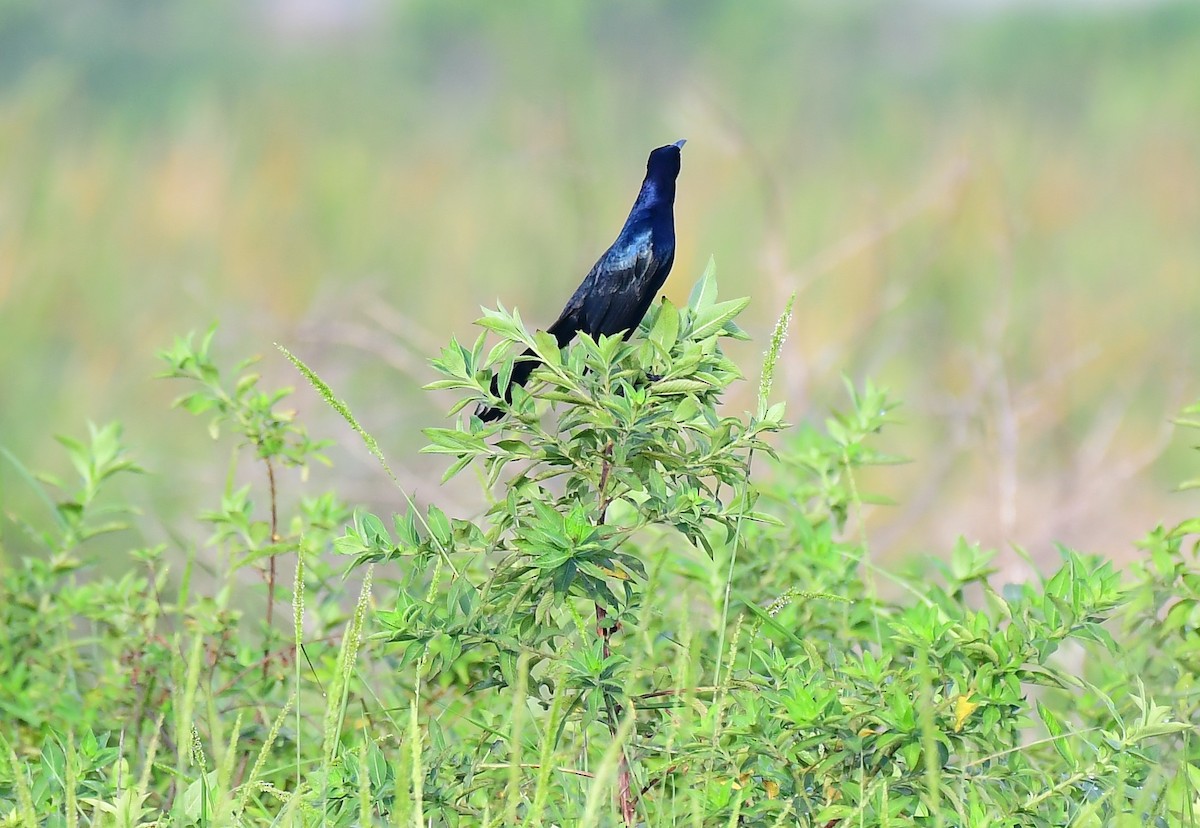 Boat-tailed Grackle - ML620503283