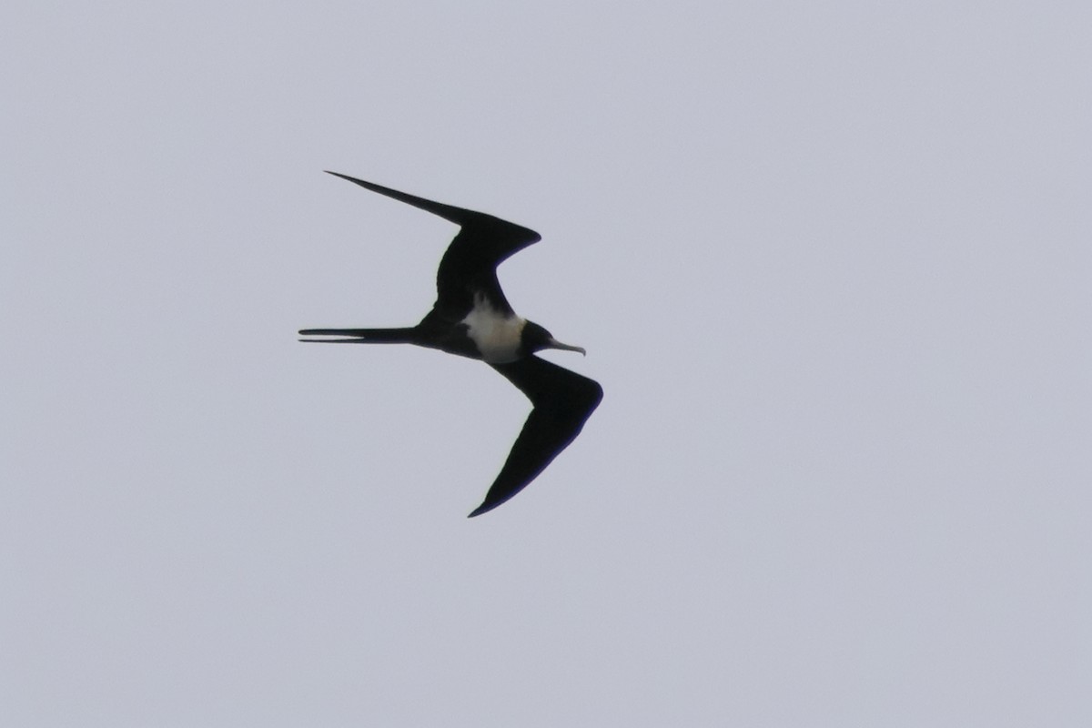 Great Frigatebird - ML620503286