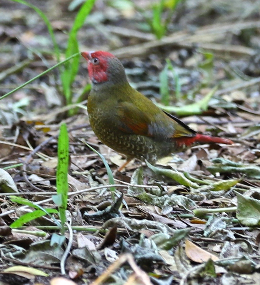 Green-backed Twinspot - ML620503287