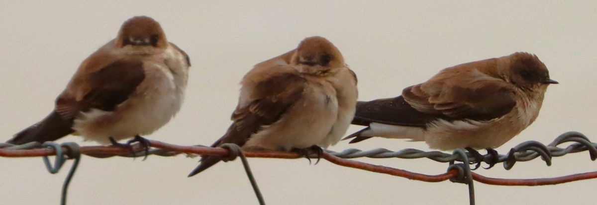 Northern Rough-winged Swallow - ML620503301