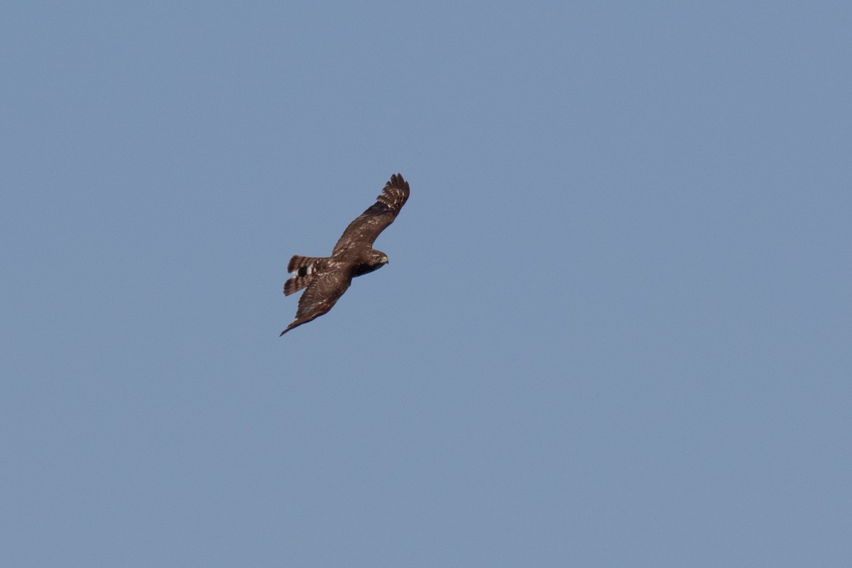 Broad-winged Hawk - ML620503313