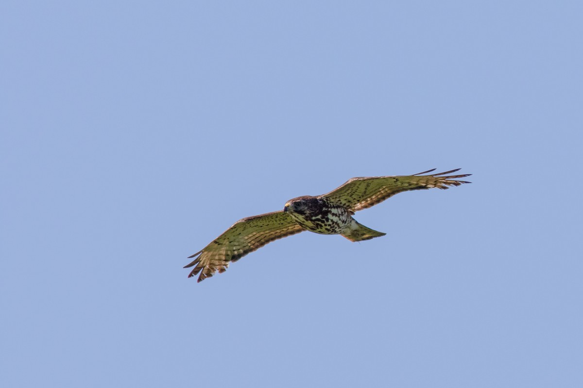 Broad-winged Hawk - ML620503315
