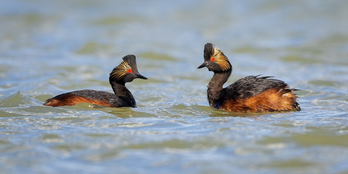 Eared Grebe - ML620503321