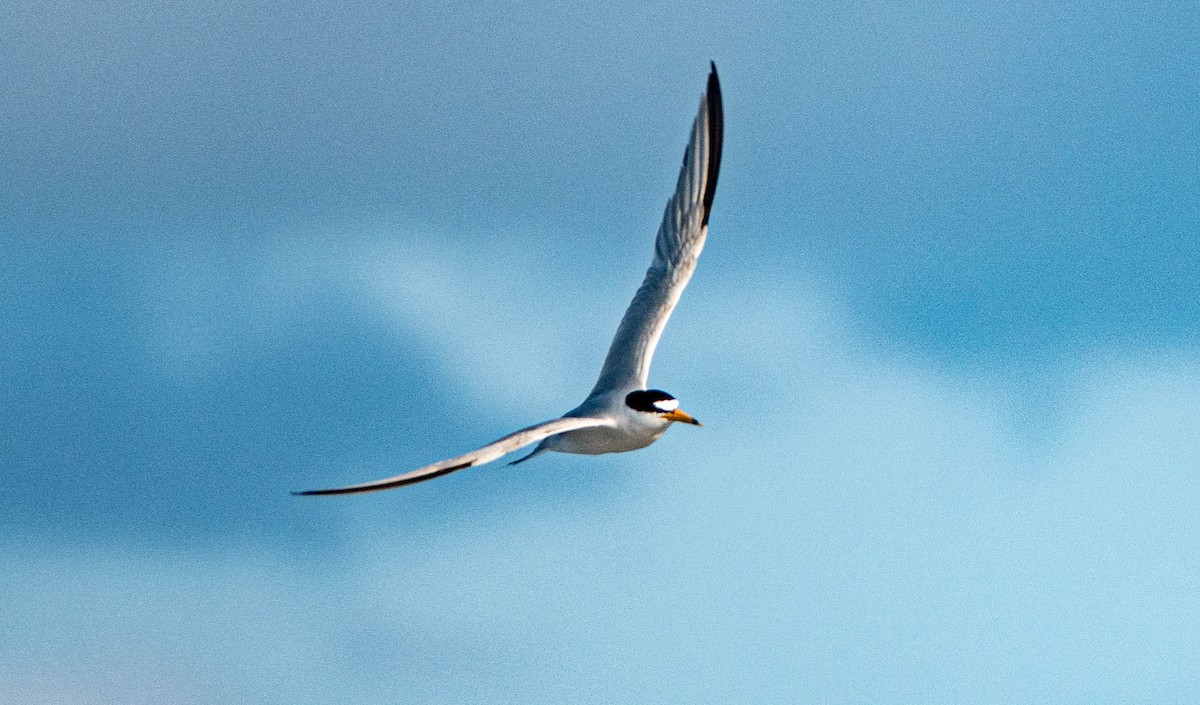 Least Tern - ML620503324