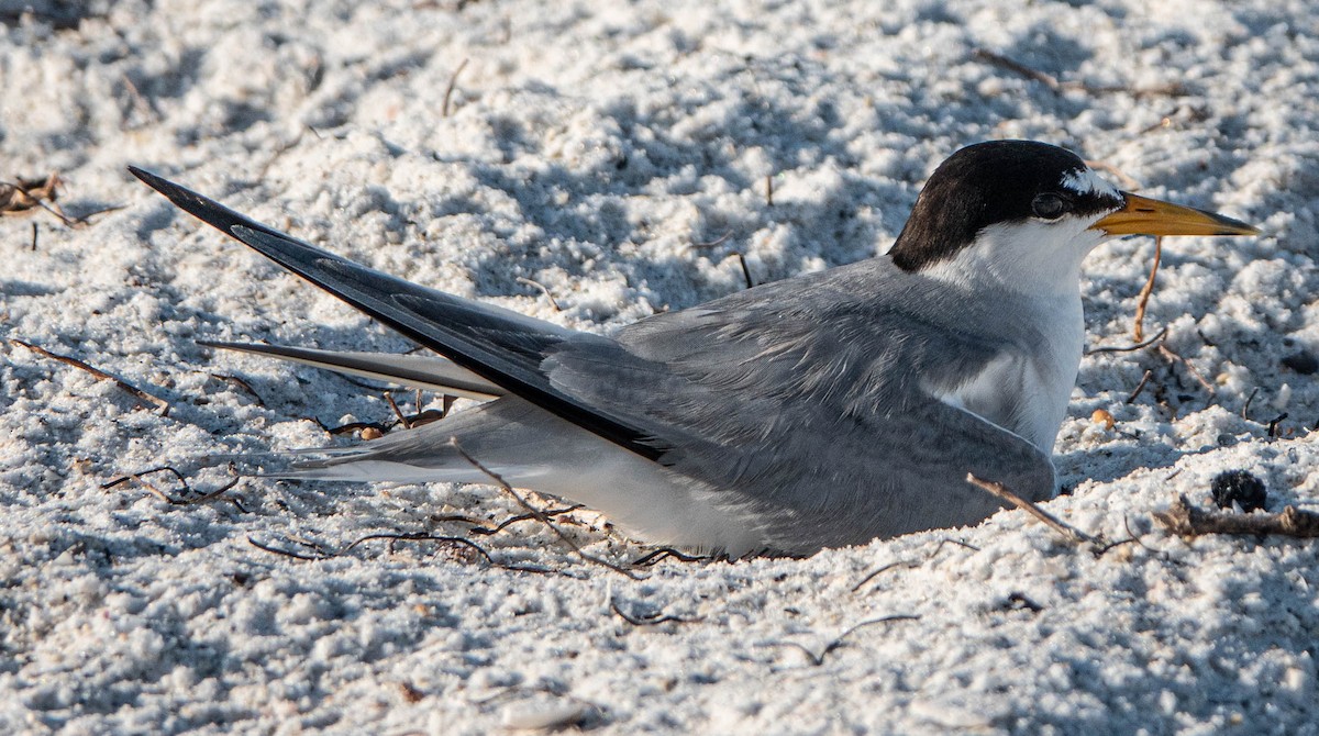 Least Tern - ML620503326