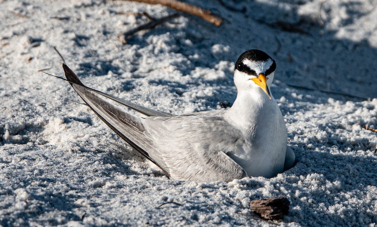 Least Tern - ML620503327