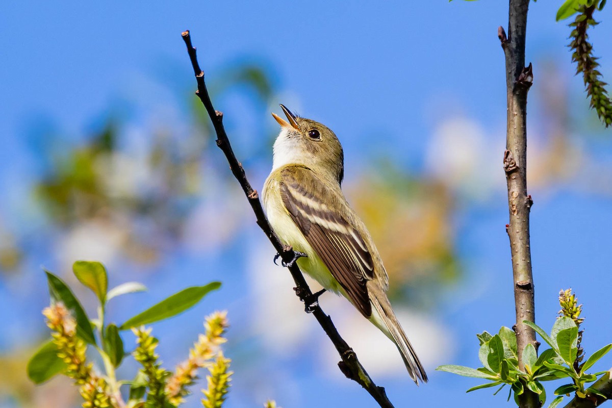 Alder Flycatcher - ML620503328