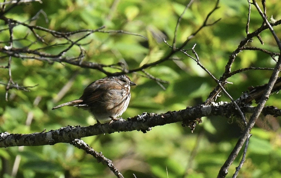 Song Sparrow - ML620503330