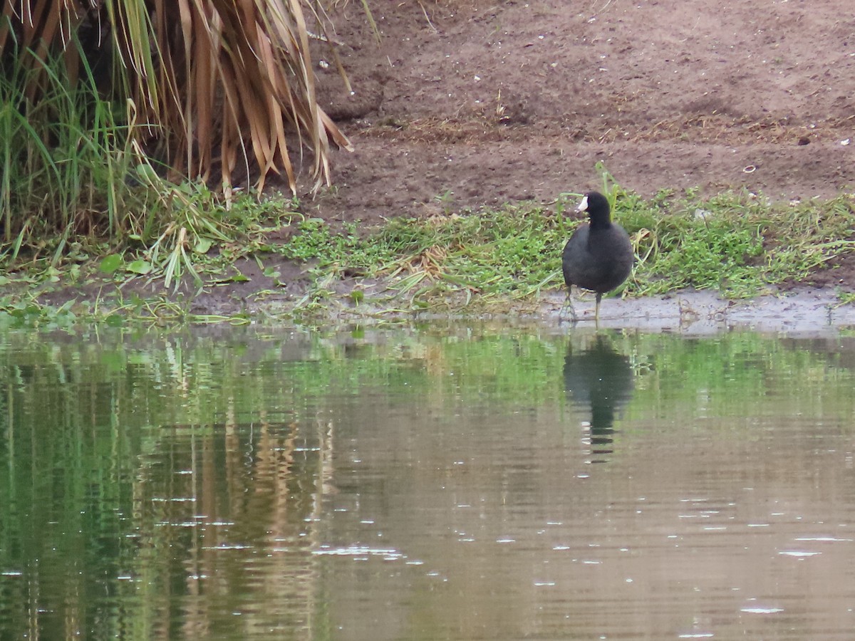 American Coot (Red-shielded) - ML620503332