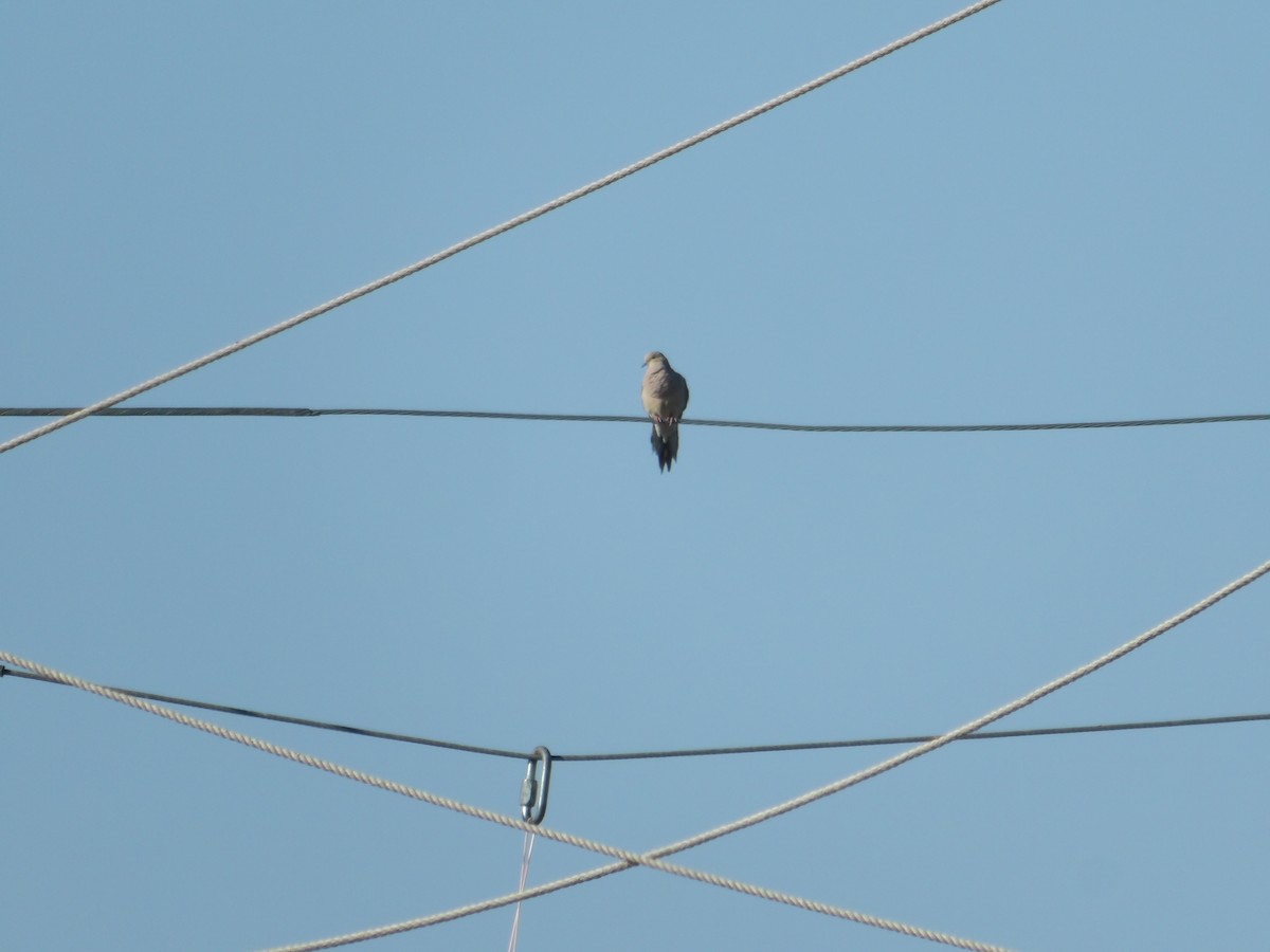 Mourning Dove - ML620503335