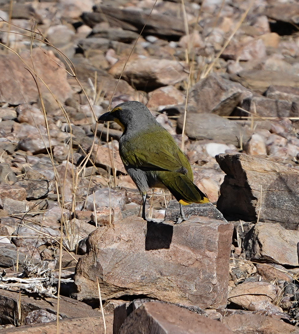 Bubú Silbón - ML620503339