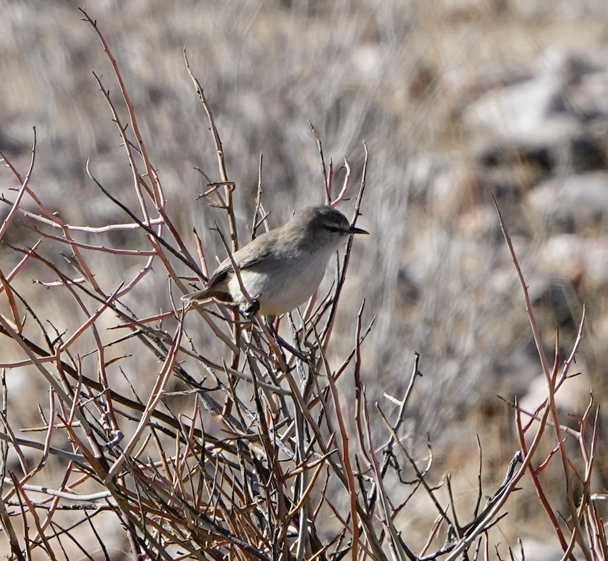 Yellow-bellied Eremomela - ML620503341