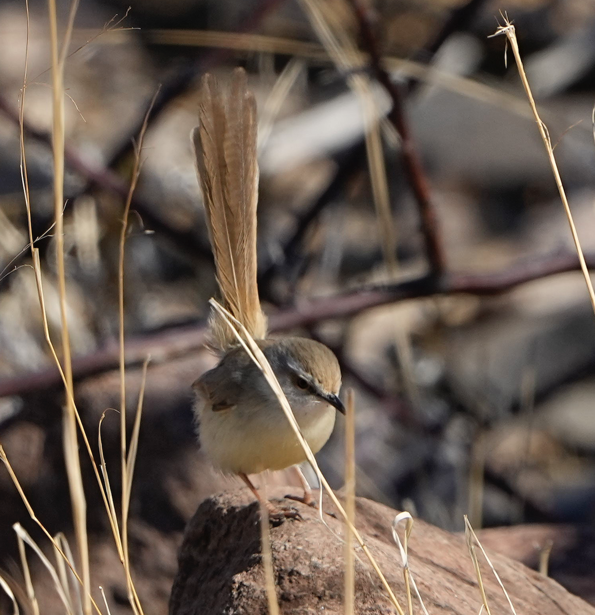 Prinia à plastron - ML620503345