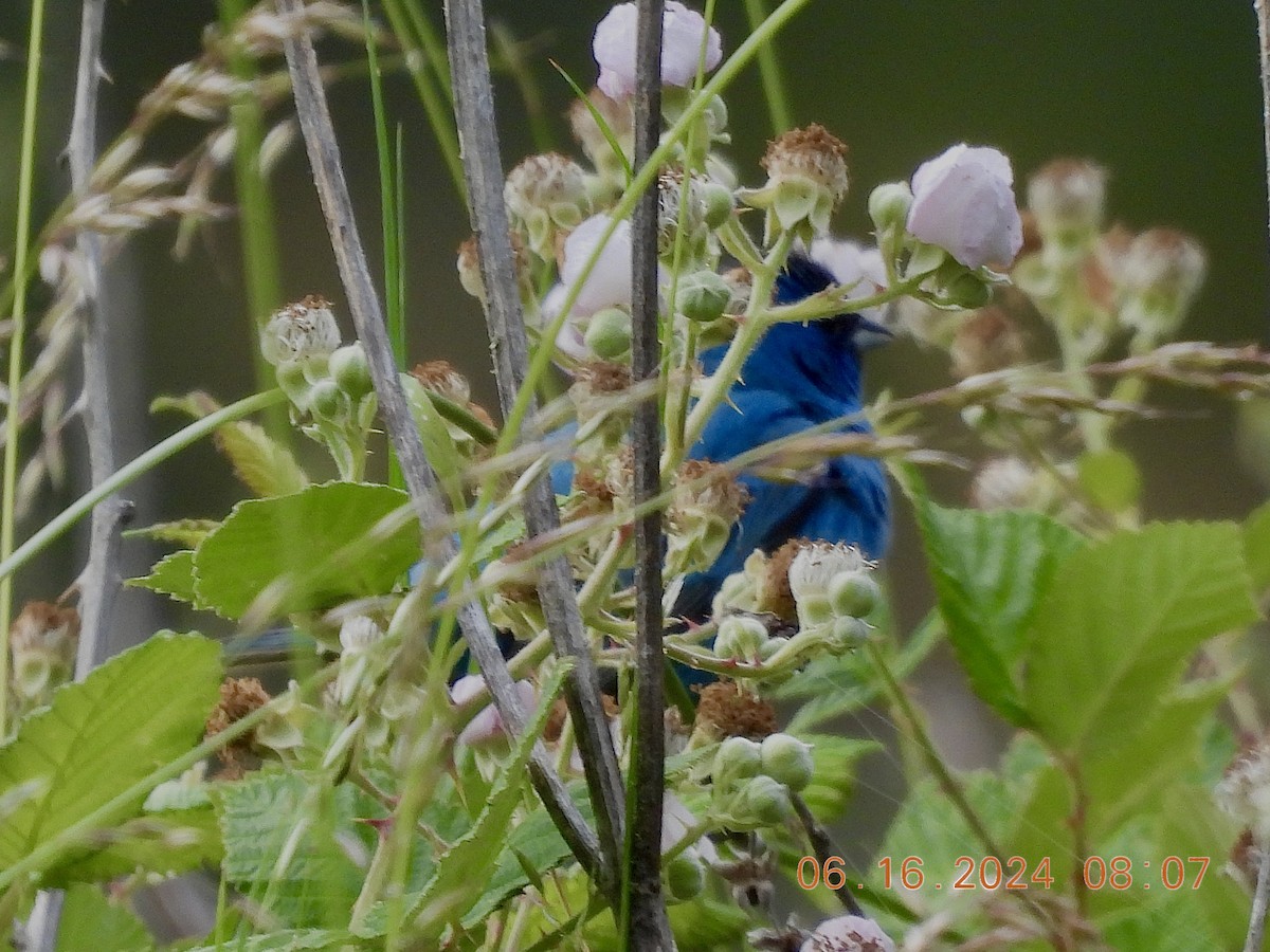 Indigo Bunting - ML620503349