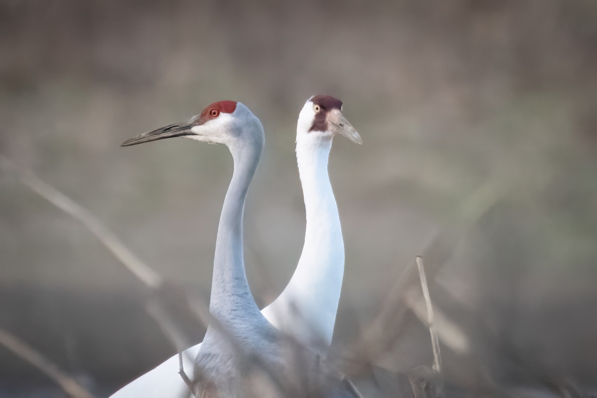 Whooping Crane - ML620503351