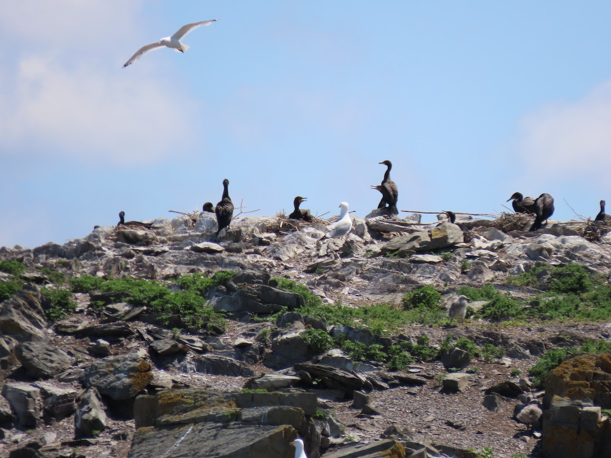 Double-crested Cormorant - Francine Tremblay