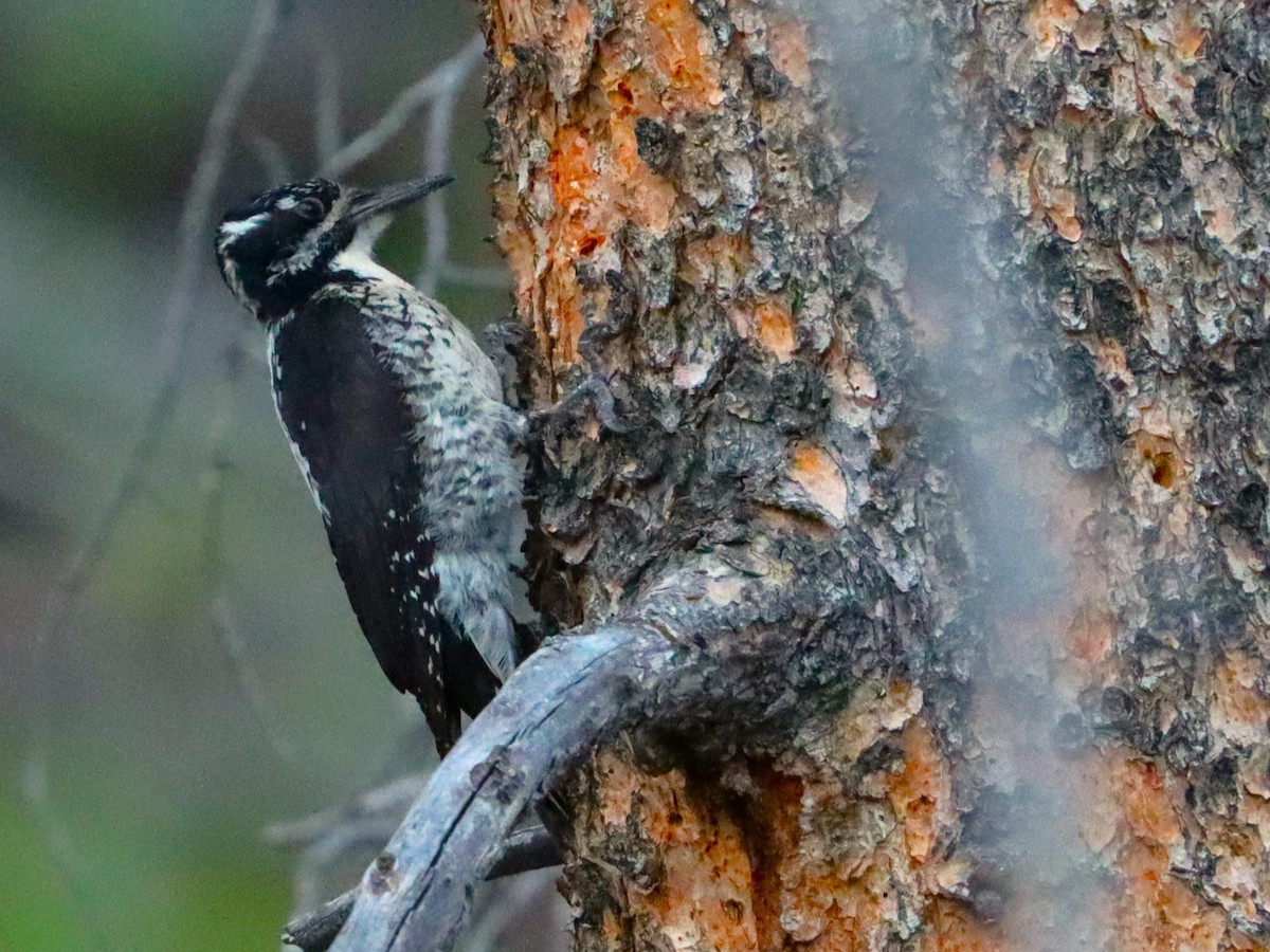 American Three-toed Woodpecker - ML620503354