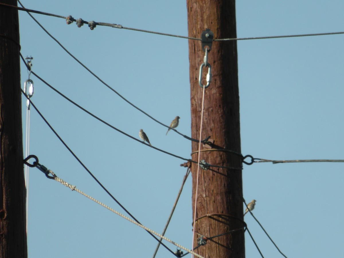 House Finch - Josh Emms