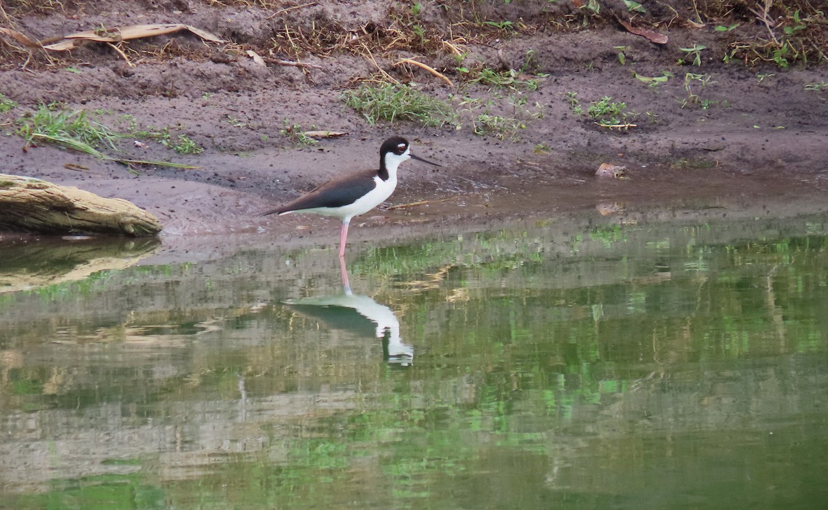 Cigüeñuela Cuellinegra - ML620503357