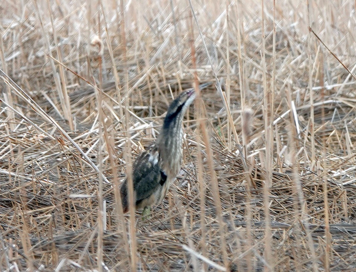 American Bittern - ML620503358