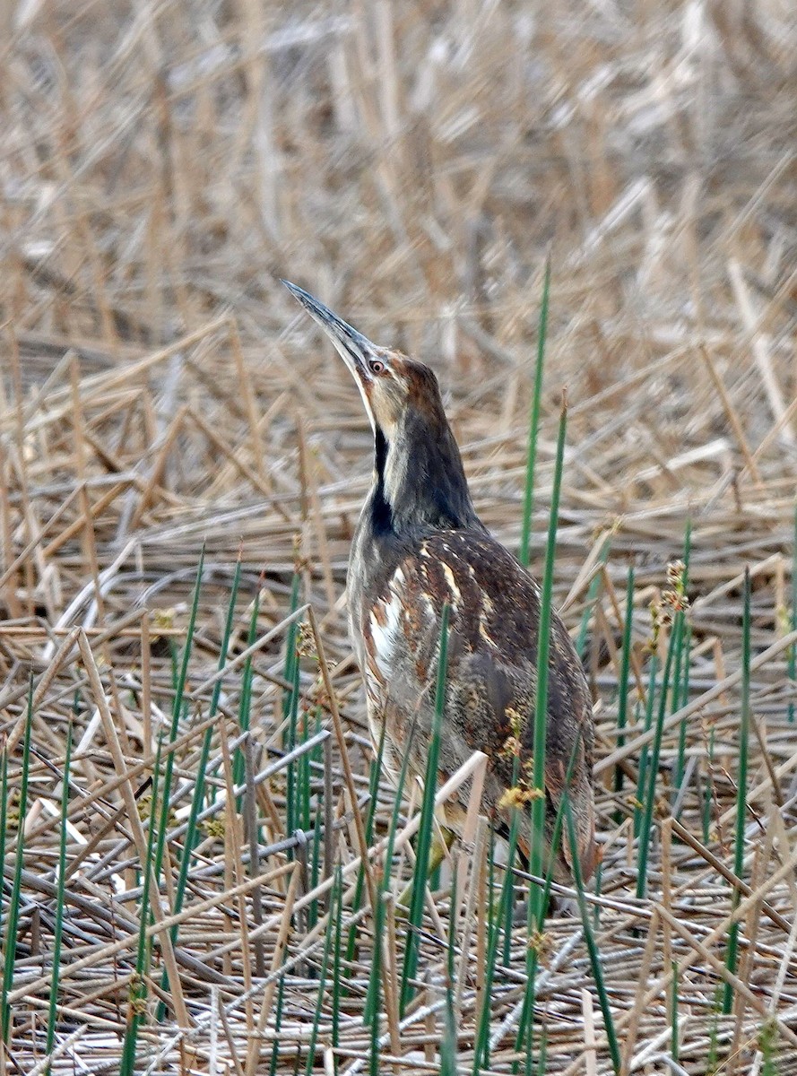 amerikarørdrum - ML620503359