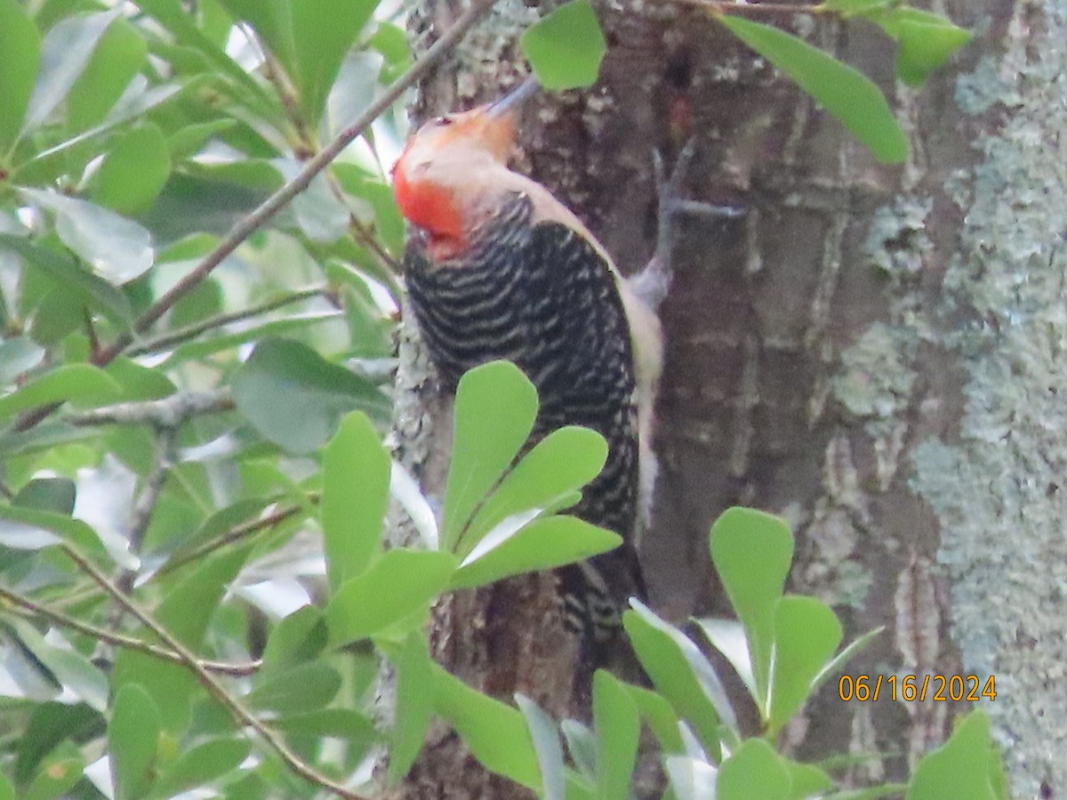 Red-bellied Woodpecker - ML620503361