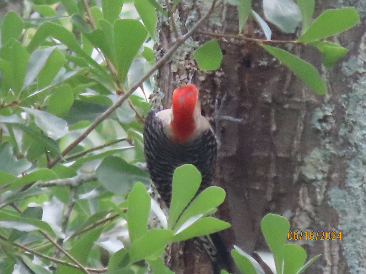 Red-bellied Woodpecker - ML620503362