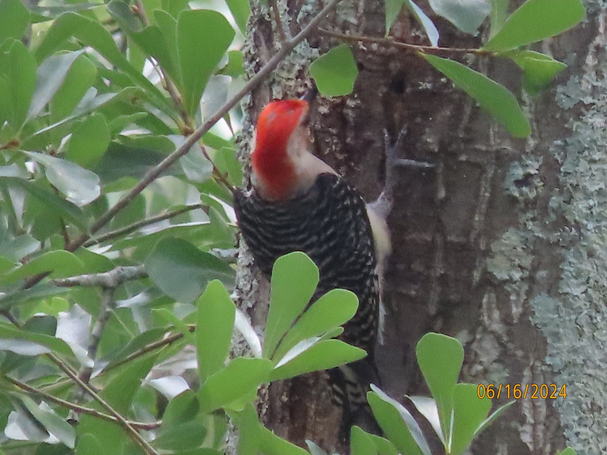 Red-bellied Woodpecker - ML620503363