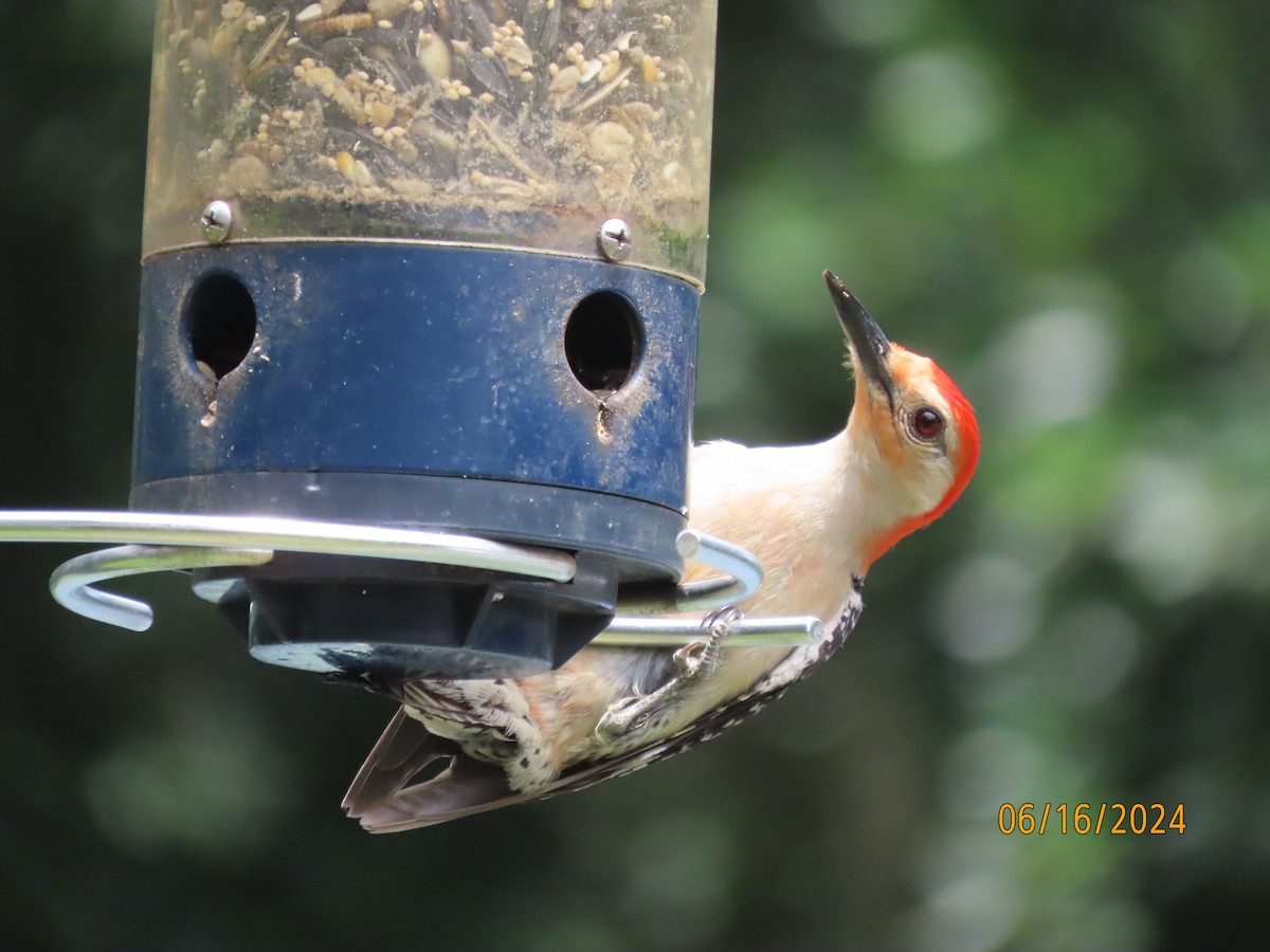 Red-bellied Woodpecker - ML620503364