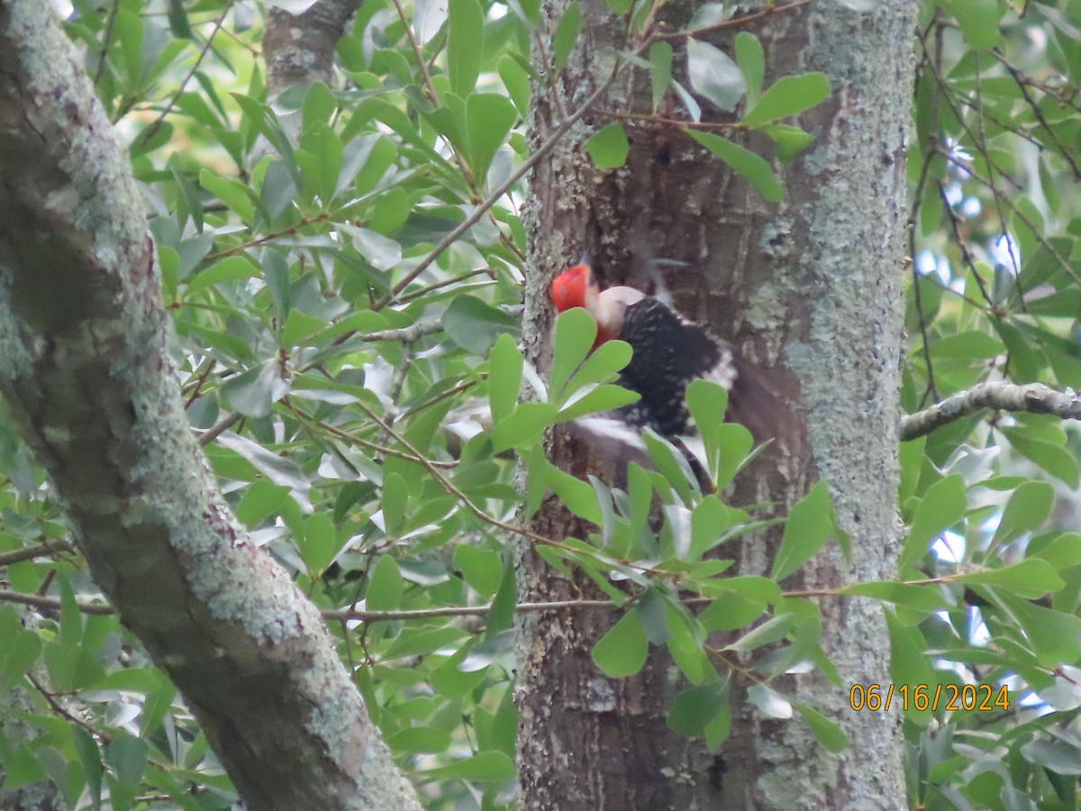 Red-bellied Woodpecker - ML620503365