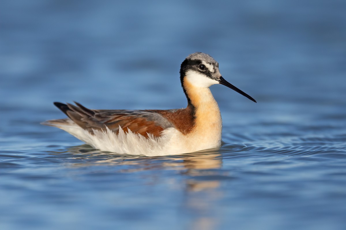 Wilson's Phalarope - ML620503366