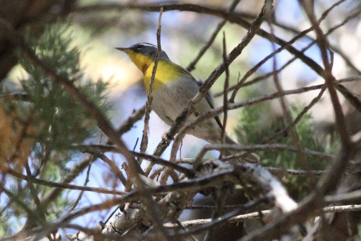 Crescent-chested Warbler - ML620503369