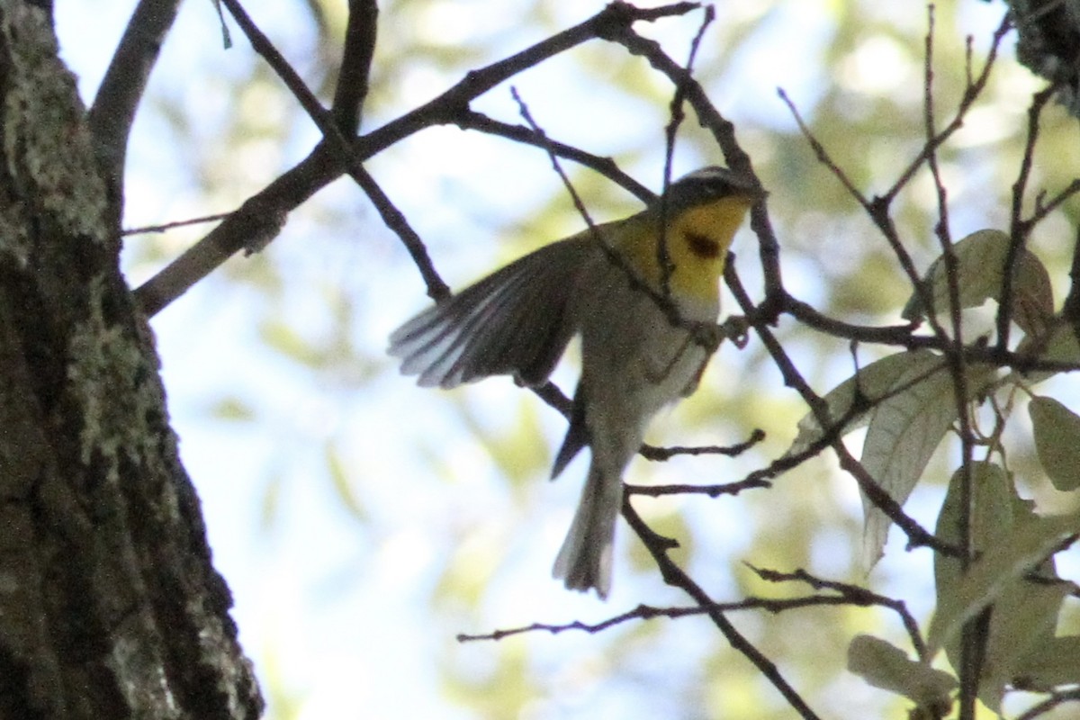 Crescent-chested Warbler - ML620503370