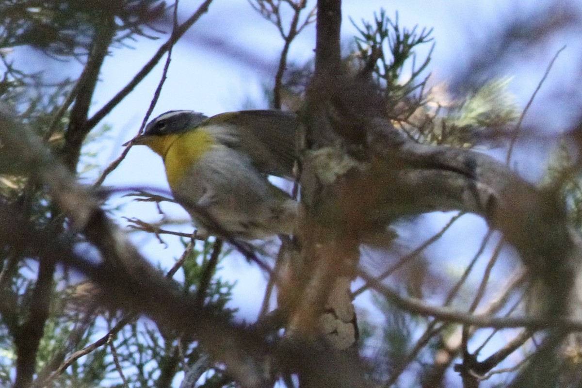 Crescent-chested Warbler - ML620503371