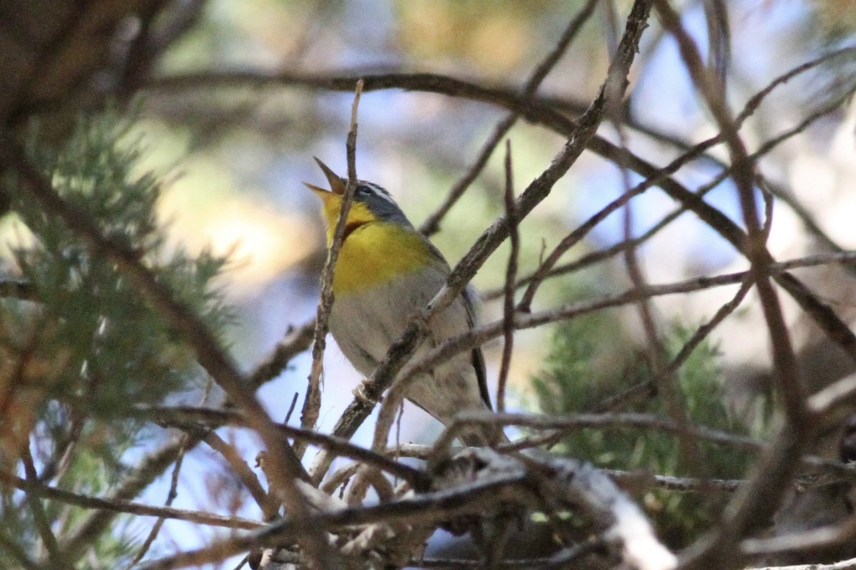 Crescent-chested Warbler - ML620503373