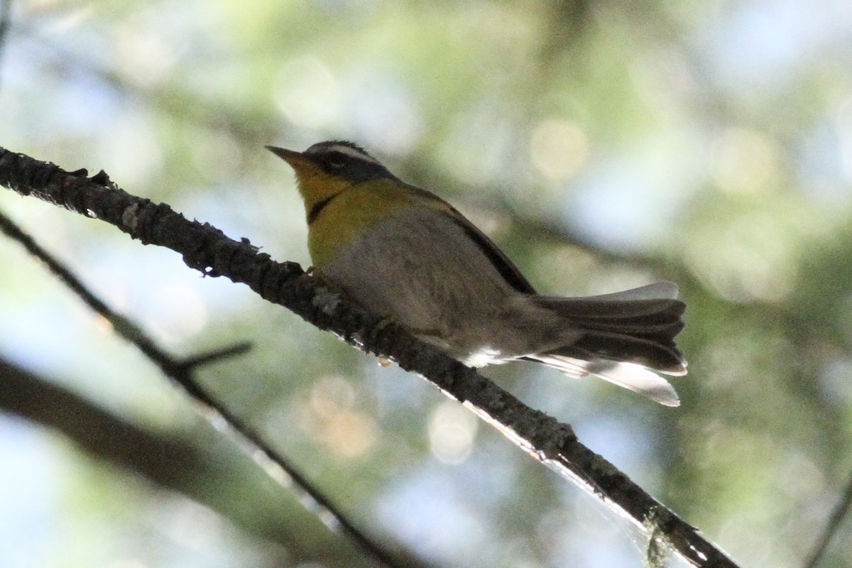 Crescent-chested Warbler - ML620503374