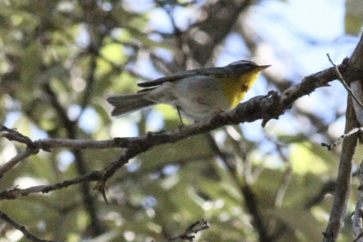 Crescent-chested Warbler - ML620503375