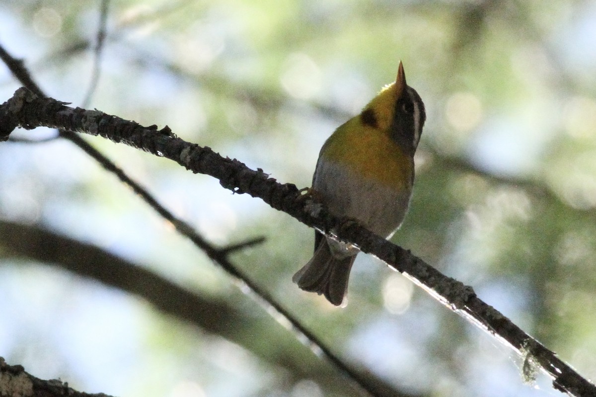 Crescent-chested Warbler - ML620503376